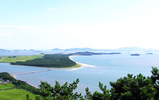 韩半岛 海松林