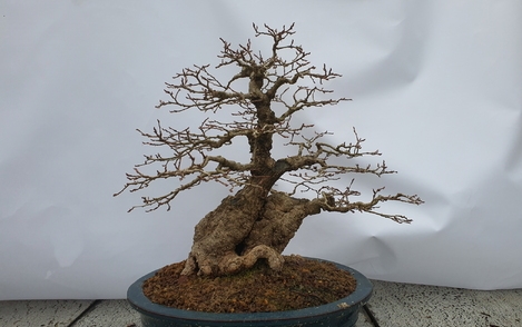 소사나무 294-159