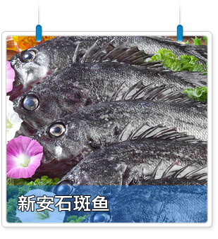新安石斑鱼