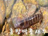 홈방딱총새우