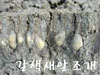 갈색새알조개