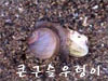 큰구슬우렁이