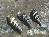 댕가리
