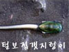 털보집갯지렁이