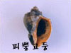 피뿔고둥