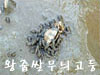 왕좁쌀무늬고둥