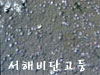 서해비단고둥