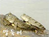 망둑어