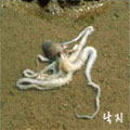 낙지
