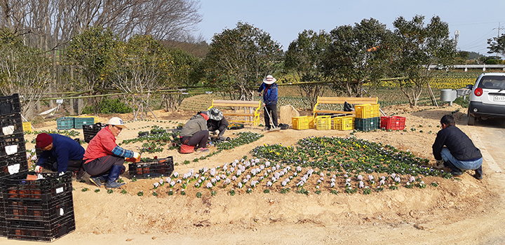 선도 봄꽃 조성현장