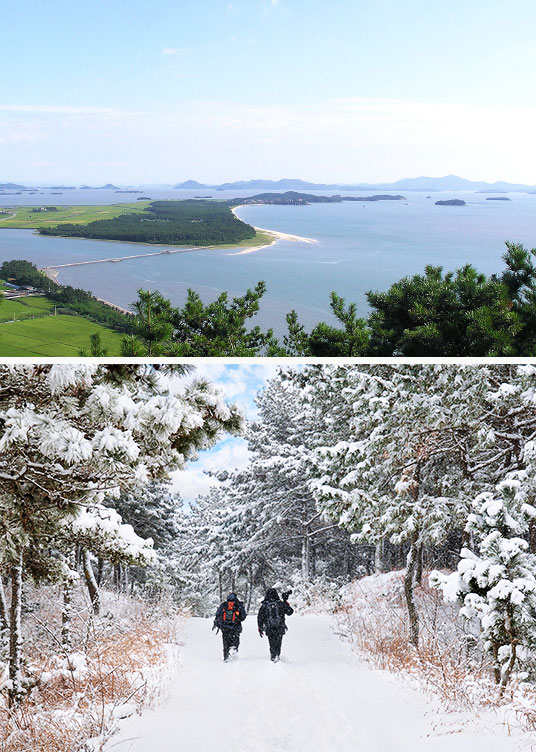 한반도해송숲