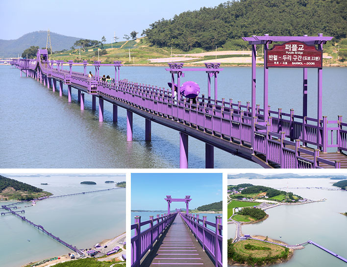 퍼플교