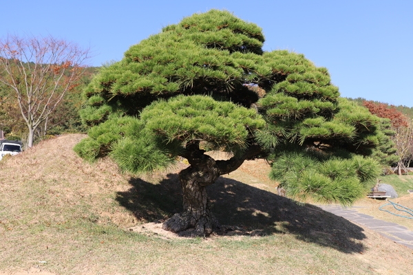 곰솔