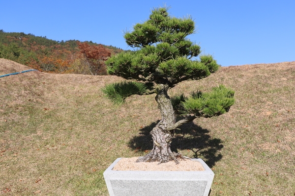 곰솔