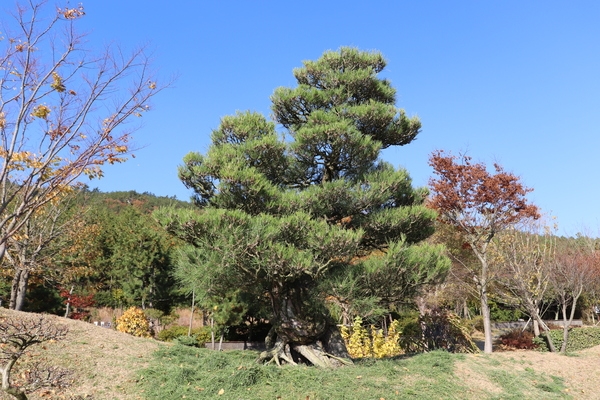 곰솔