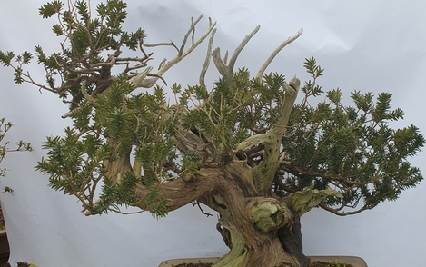 주목나무 294-213