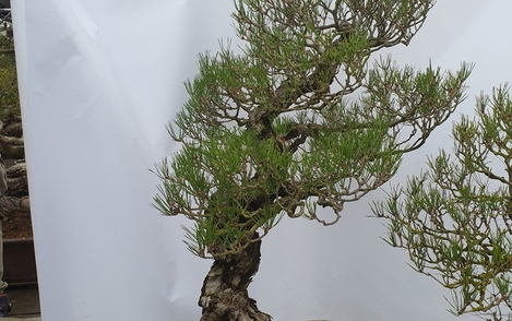 해송 294-267