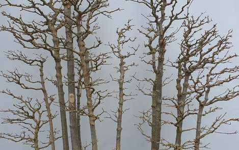 당단풍 합식  구-82