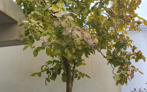 동백나무  구-94