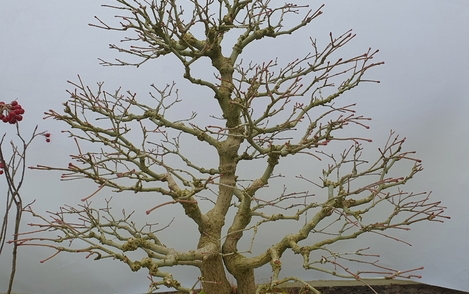 단풍나무 구-151