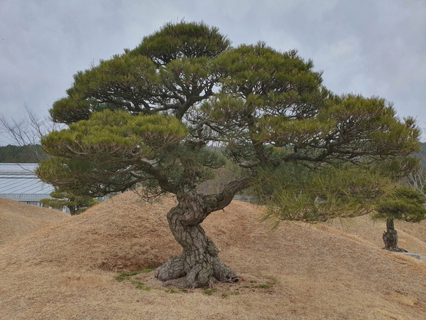 곰솔1