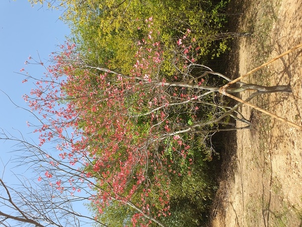 산딸나무