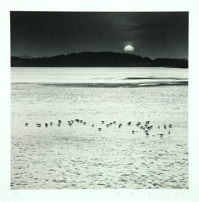 Feeding Birds 신안군 증도