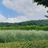 팜파스그라스 1