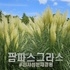 팜파스그라스 2