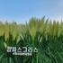 분재정원의 만발한 팜파스그라스 3