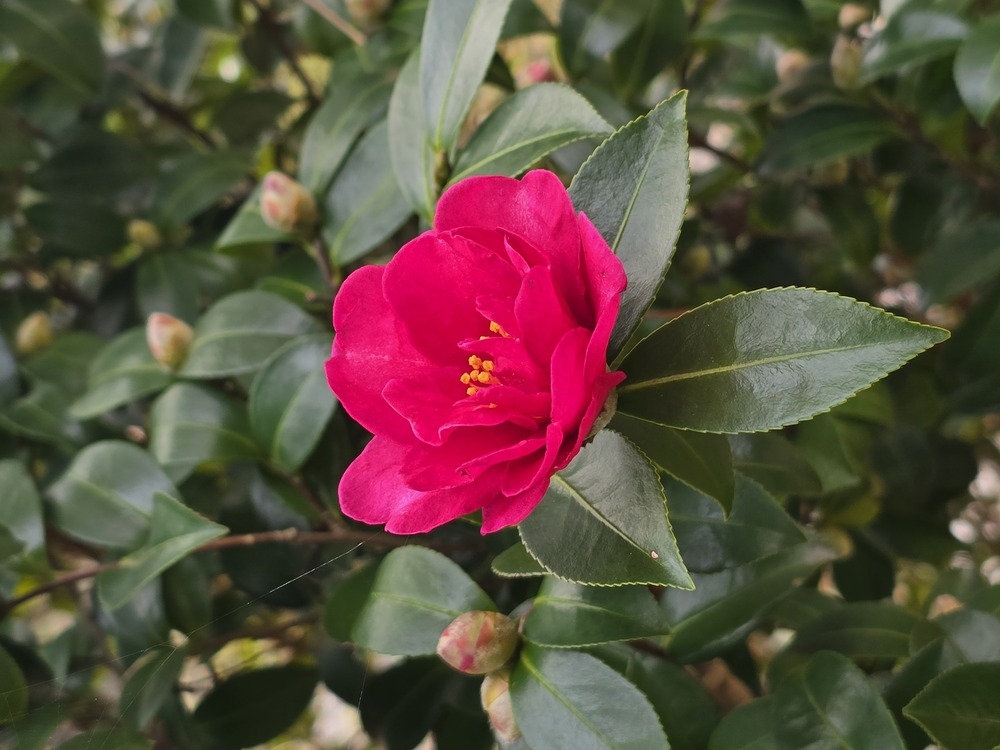 2024.12.07 애기동백나무 1의 이미지 확대 보기