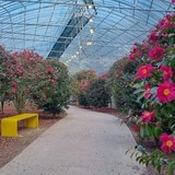 2026년 2월 20일 애기동백 개화상태