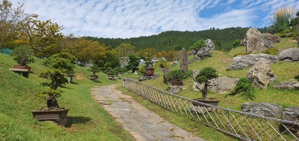 송백 분재 특별전 1