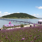 안좌면 퍼플섬