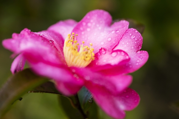 압해 분재공원 붉은 애기동백 3