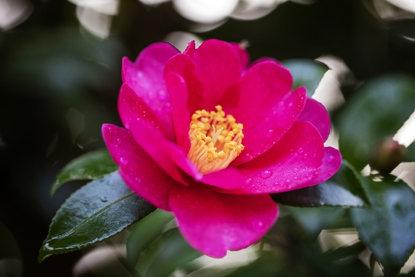 압해 분재공원 붉은 애기동백 4