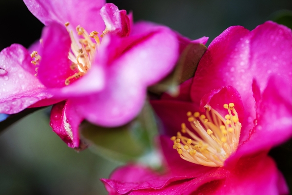 압해 분재공원 붉은 애기동백 5