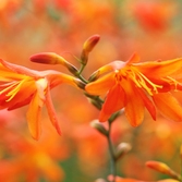 압해읍 크로코스미아 001