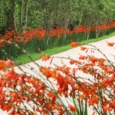 압해읍 크로코스미아 002