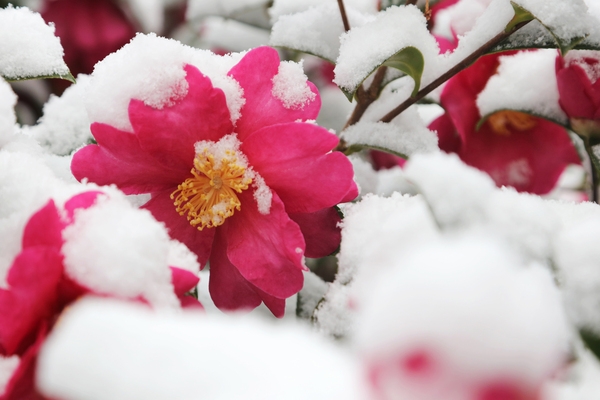압해읍 눈 오는 날  분재정원 3
