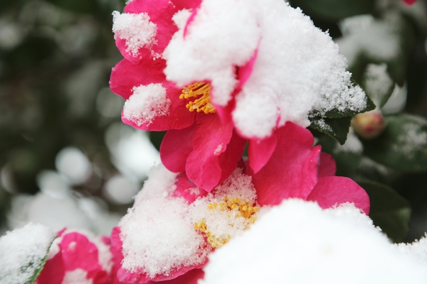 압해읍 눈 오는 날  분재정원 4