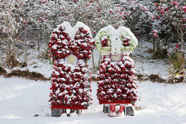 압해읍 눈 오는 날  분재정원 5