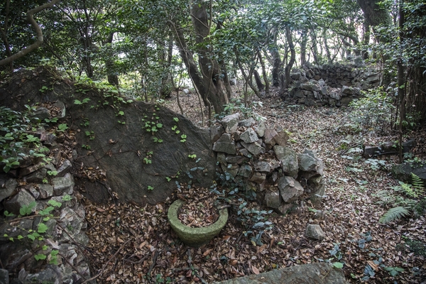 흑산면 대둔도 오리당숲 2