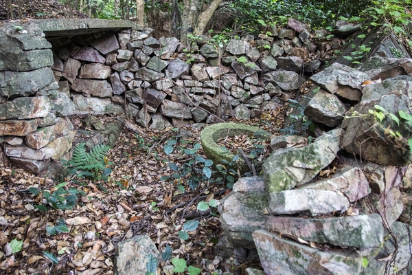 흑산면 대둔도 오리당숲 6