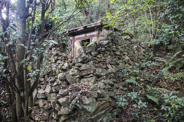 흑산면 대둔도 오리당숲 1