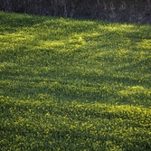 튤립공원 유채꽃