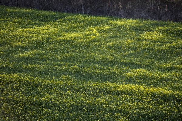 튤립공원 유채꽃 1