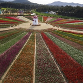 드론으로 본 튤립공원001