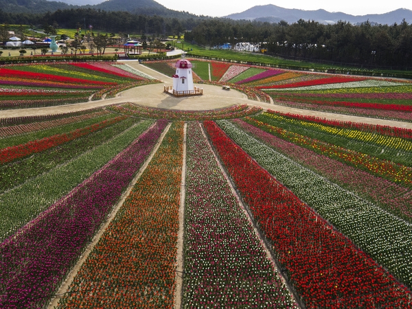 드론으로 본 튤립공원001 1