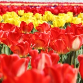 임자도 튤립 002